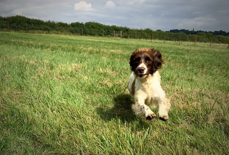 Enclosed dog field at Gidding Grove